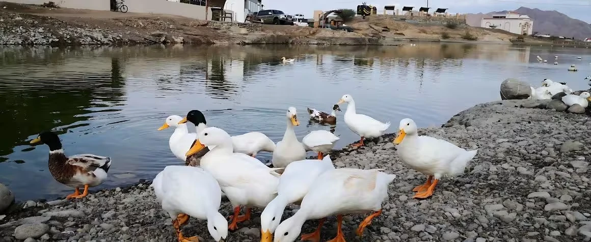 swan-lake-hatta-dubai-day-trip