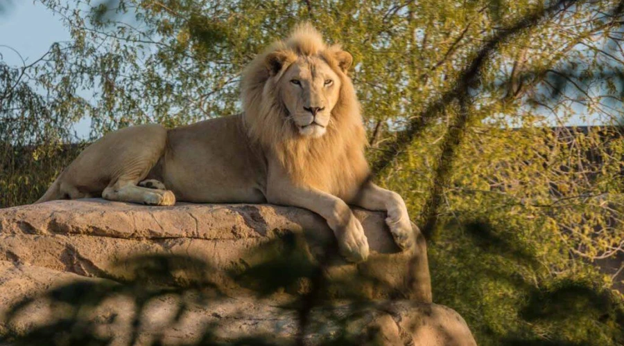 Majestic male lion resting on a rock ledge at Al Ain Zoo and Safari