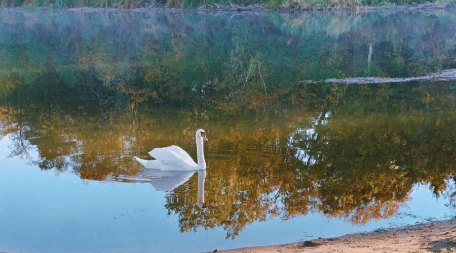 hatta-lake-scenic-nature-swan