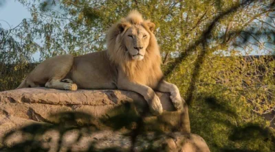 Majestic male lion resting on a rock ledge at Al Ain Zoo and Safari
