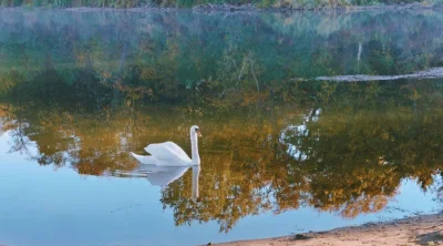 hatta-lake-scenic-nature-swan
