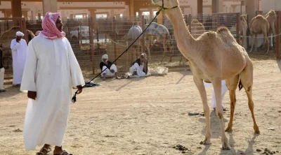 Emirati trader in kandura leading a dromedary camel at the historic Al Ain Camel Souk